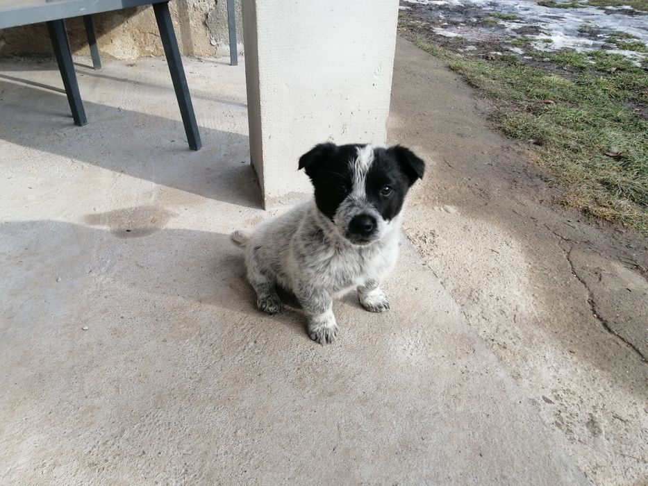 DONEZ căței metiș