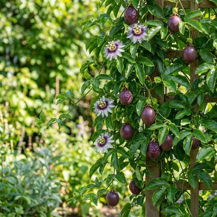 Пасифлора (Маракуя) – Passiflora edulis