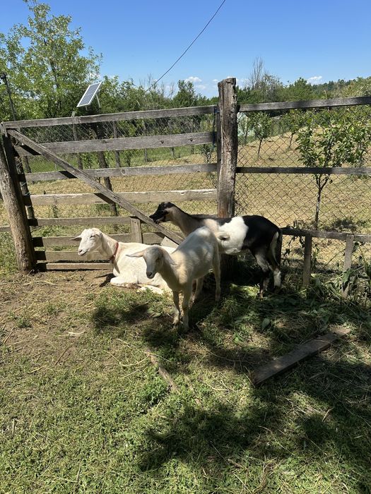 Vând capre crescute sănătos și foarte blânde