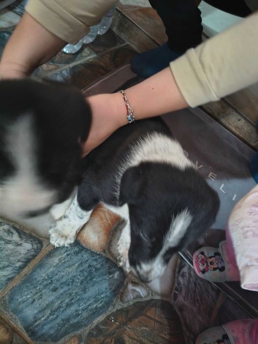 Подарявам Кученца!