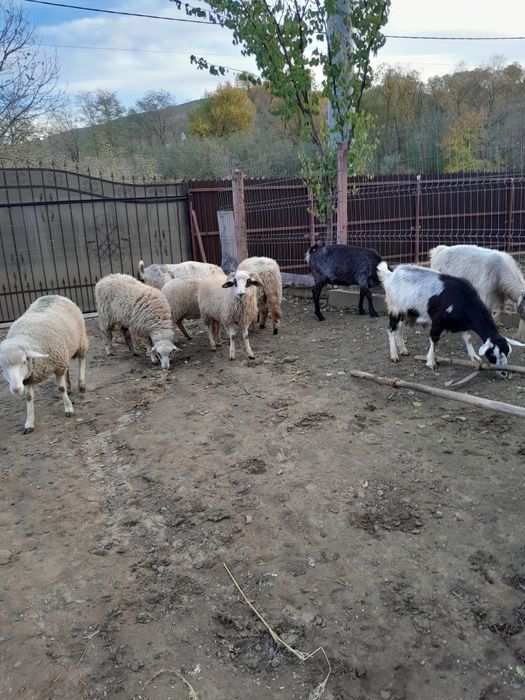 De vânzare 5 capre si  4 mioare și un berbec
