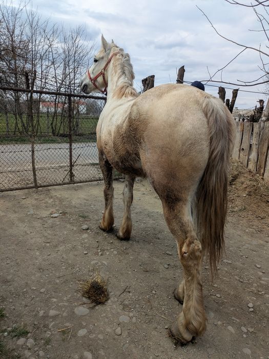 Vând cal castrat de șase ani