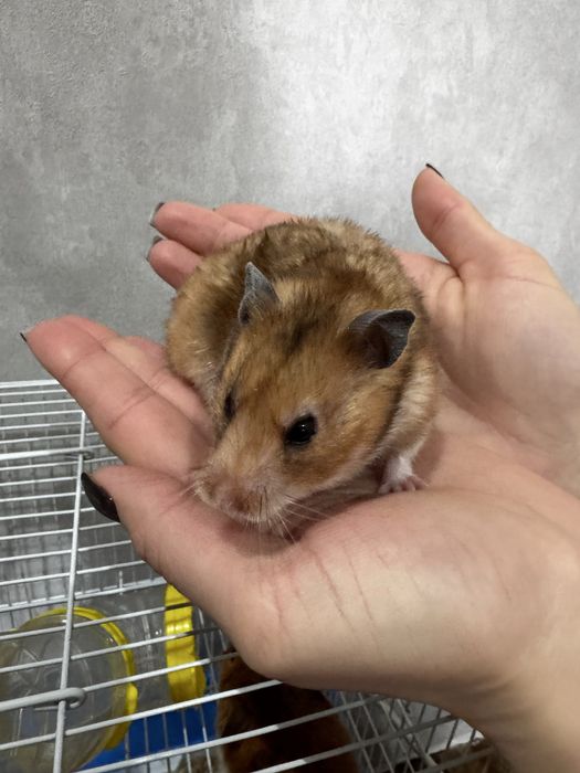 Отдам сирийских хомяков