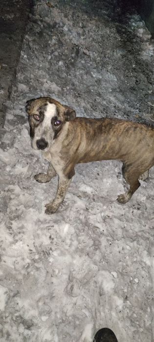 Молодая собака ищет семью