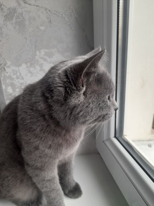 Шотландская кошка