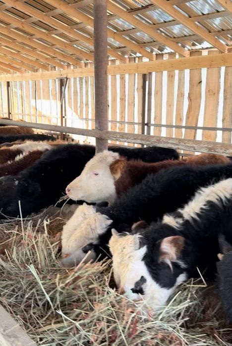 Продам бычков срочно Букалар сатамын