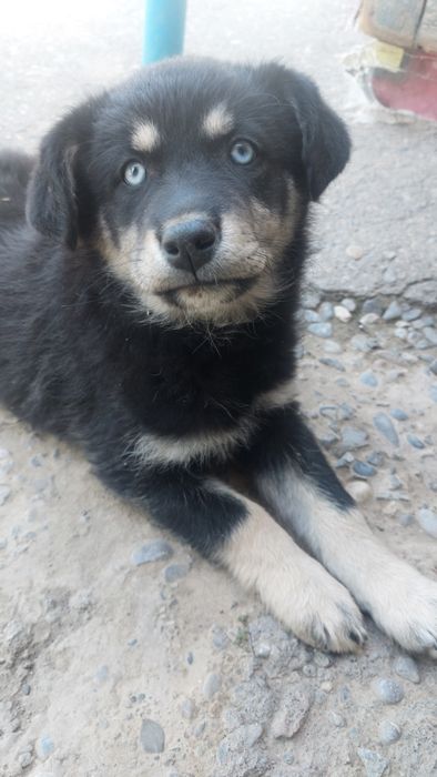 Щенок 3 мес. 10000