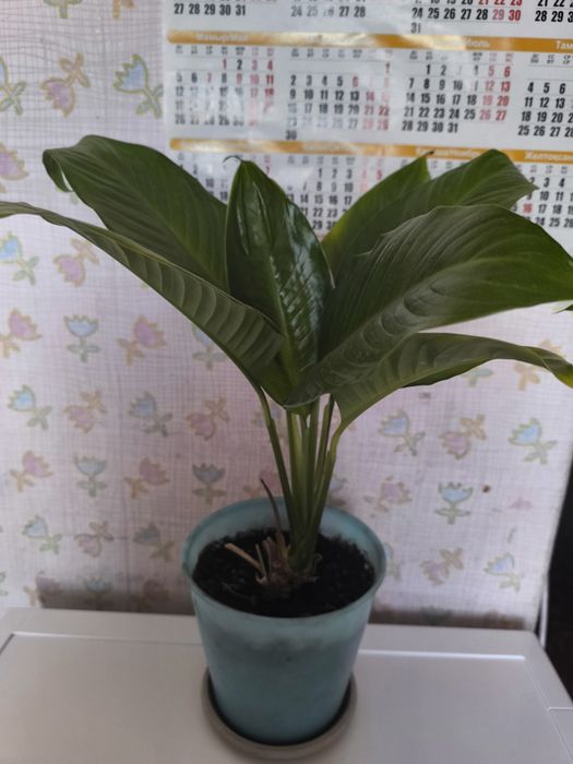 Спатифиллум женское счастье