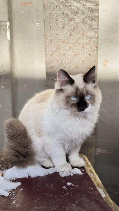 Продам молодого кота