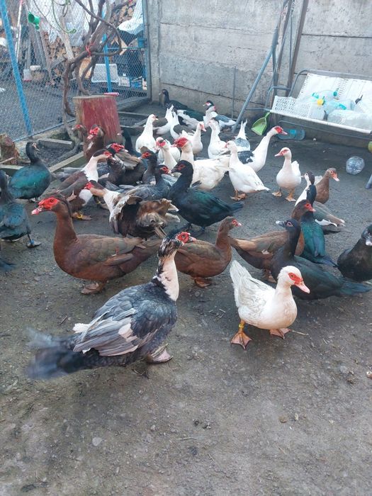 Vând rate mute tinere