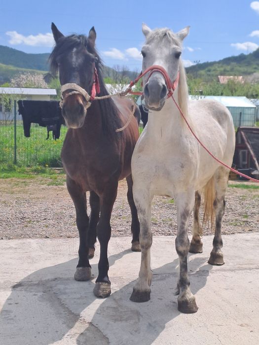 Vand două iepe de 4 si 8 ani