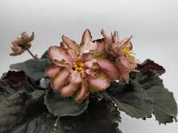 Фиалки сортовые свежесрезанным листом