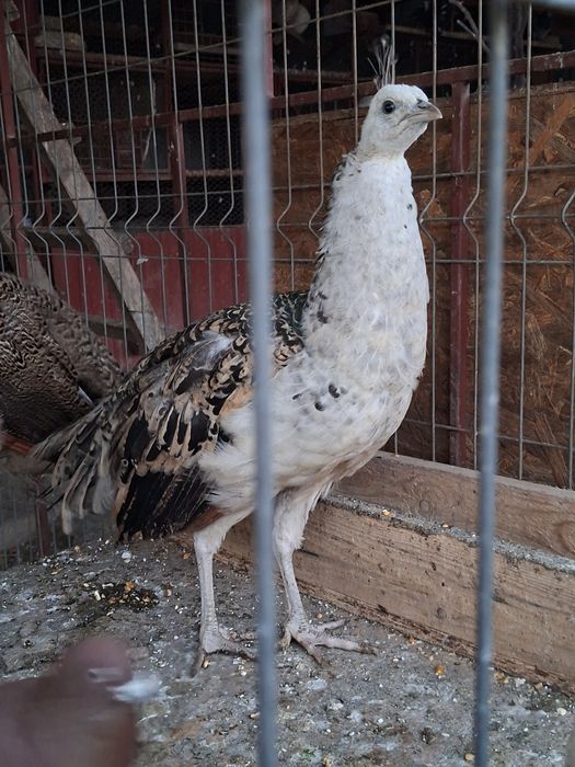 Păuni umăr negru de vânzare