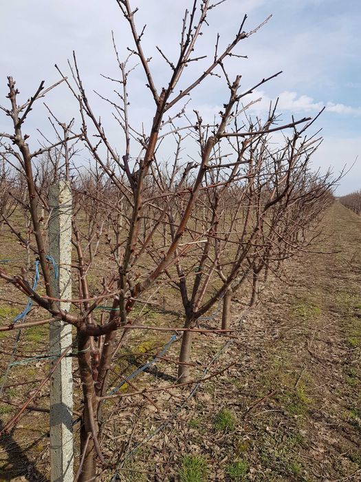 5ha Livada Ciresi la 100 km de București