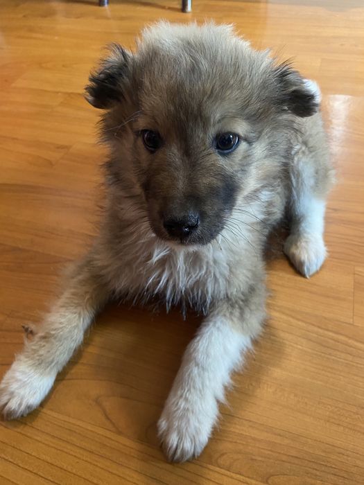 Оттадим в доьрые руки !