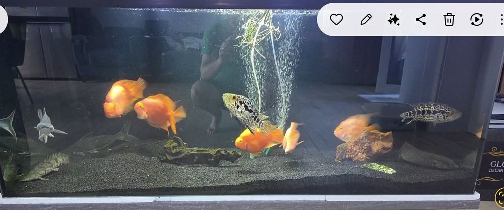 Pesti papagali cauta casa noua