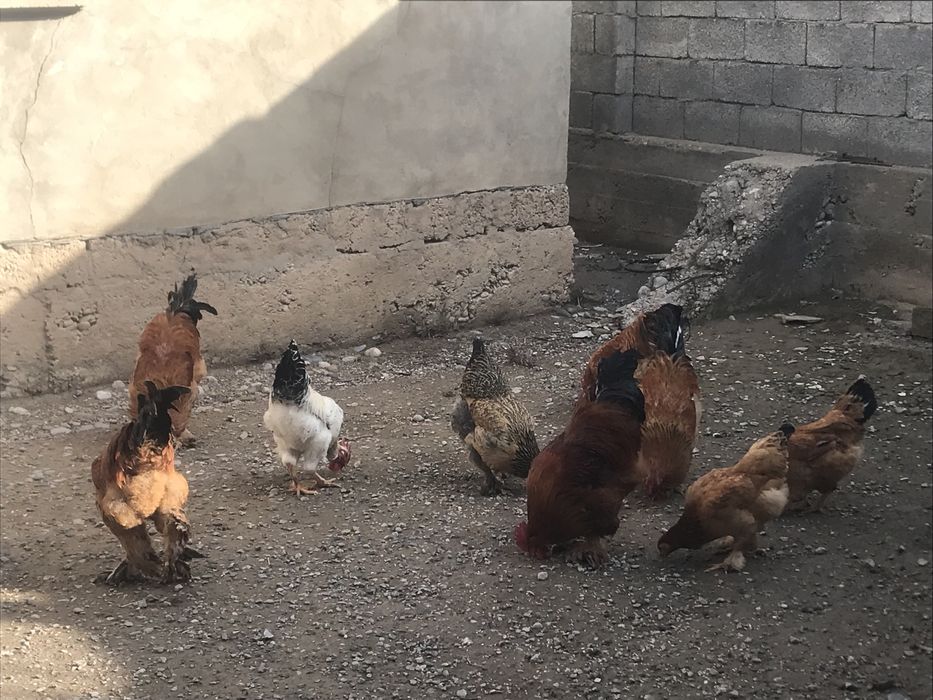 қораздар сатылады