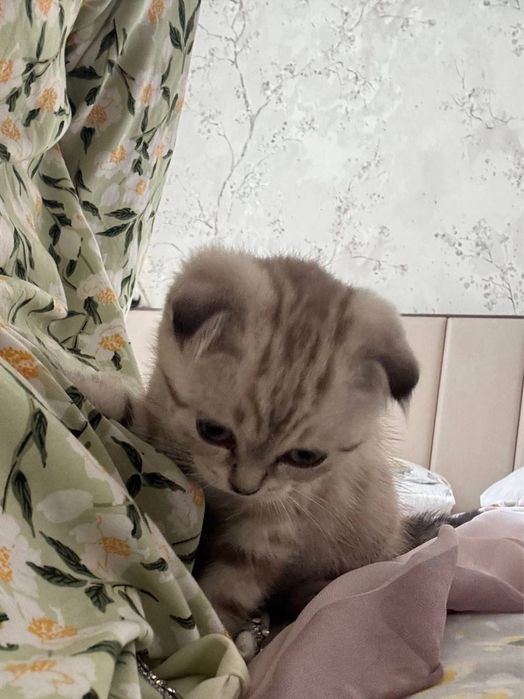Продается Скоттиш Фолд