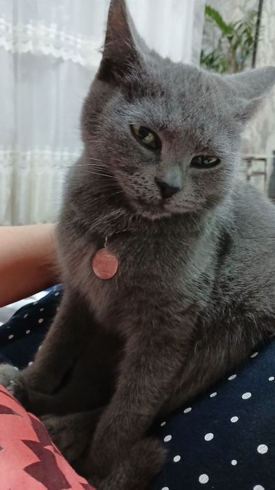 Termiz shaxar ona bola mushuklar
