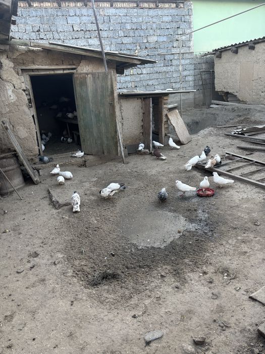 Ар турли кептерлер бар поласаты гребундар простойлар