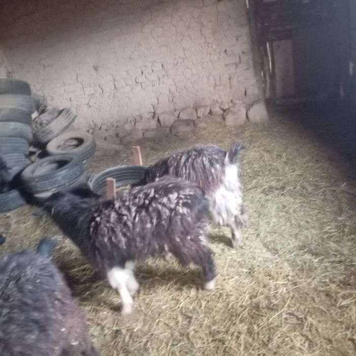 7 шт бойдақ 2 ешкі 5 шыбыш 35000 нан