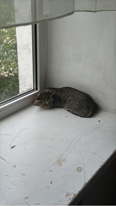 Котик в хорошие руки