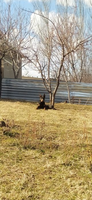 Doberman zotli it sotiladi