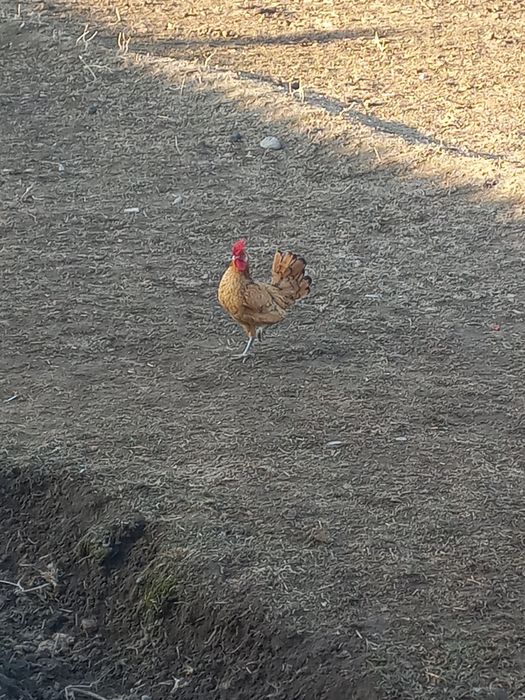 Продаётся карлик