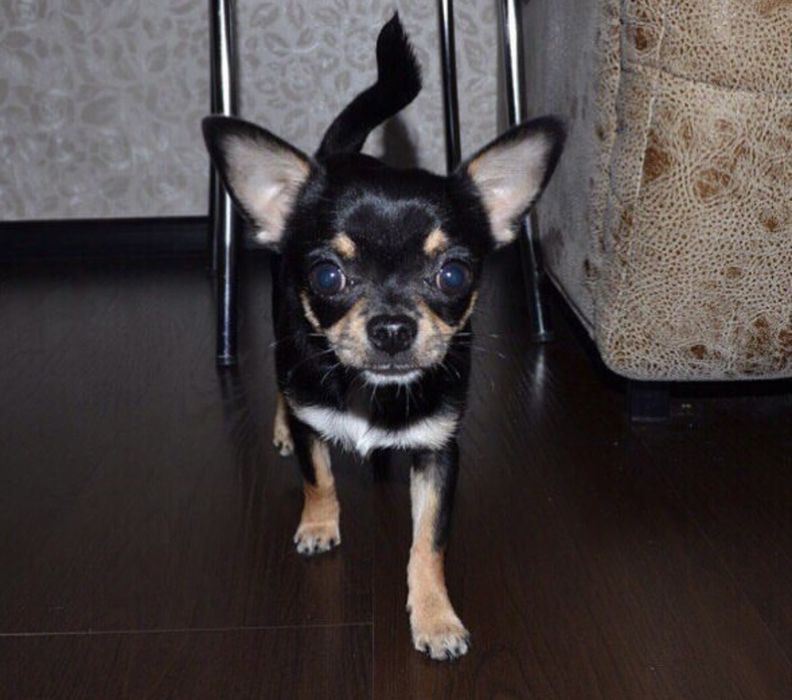 Щенки чихуахуа продам