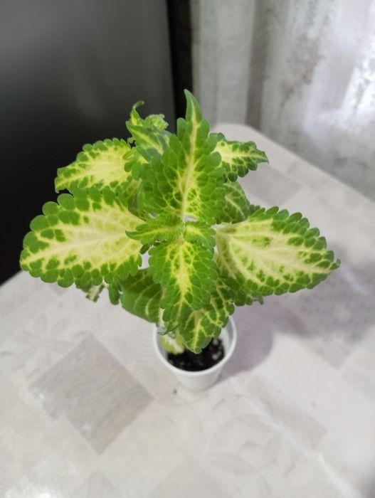 Укоренённые колеусы