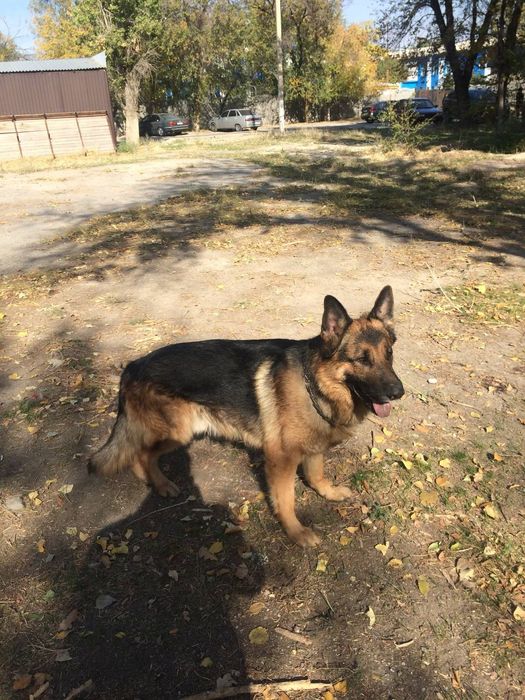 Вязка Собак Немецкая овчарка