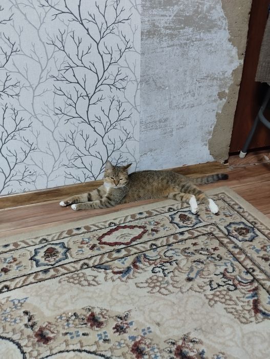 Отдам котенка девочка