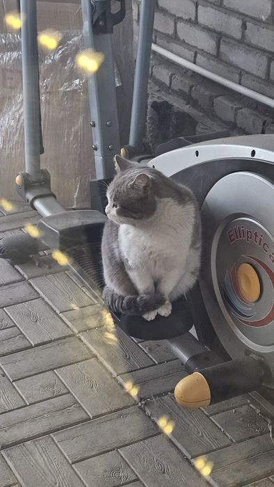 Котик в добрые руки