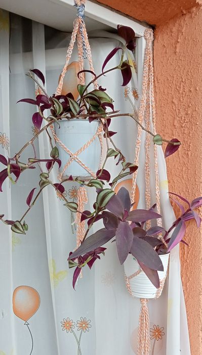 Комнатные цветы от 500 тг.