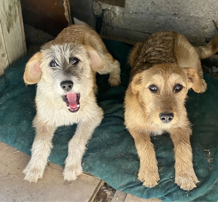 Одам щенков 6 мес, СТЕРИЛИЗОВАНЫ (щенков не будет), ПРИВИТЫ, привезу