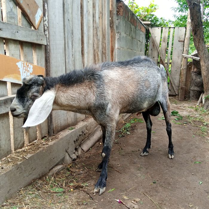 Козел нубийский ,крупный.