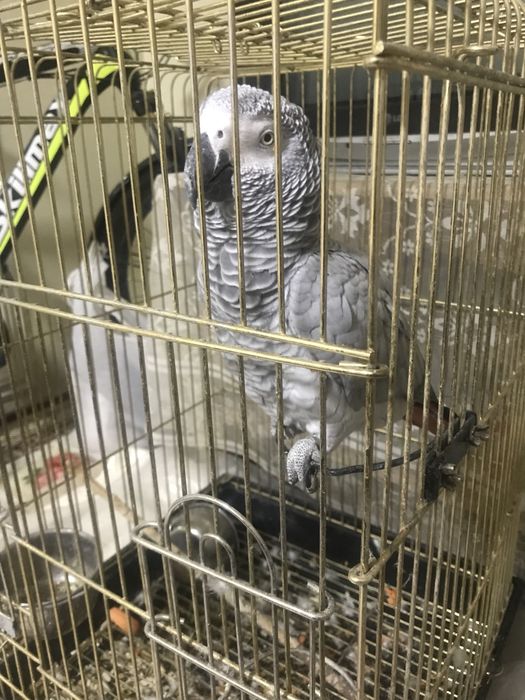 Toti yaxsh boqilgan pul kere bogan ucun sotilvot