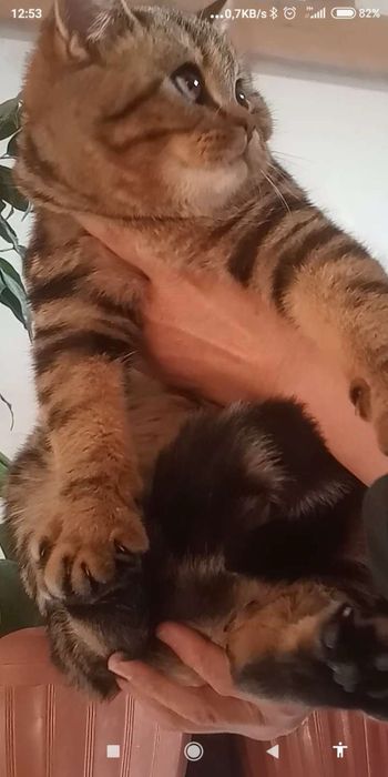 Toriqvoy bizning haqiqiy mujik rosa oyinqaroq