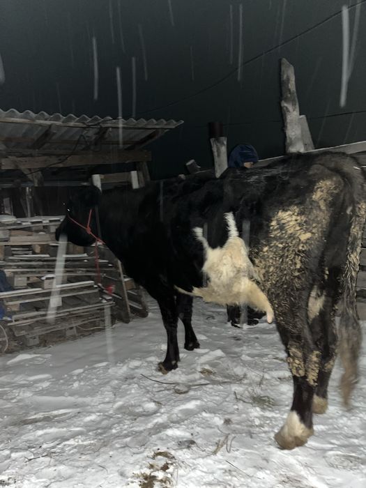 6 жасар сиыр сатылады