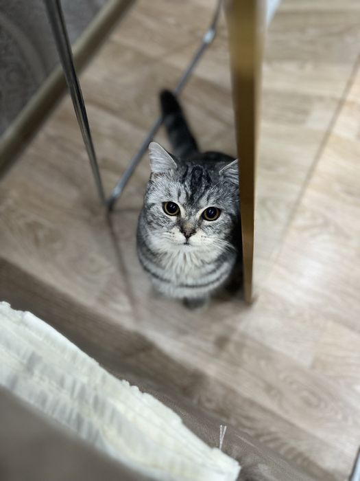Кот British Shorthair silver tabby