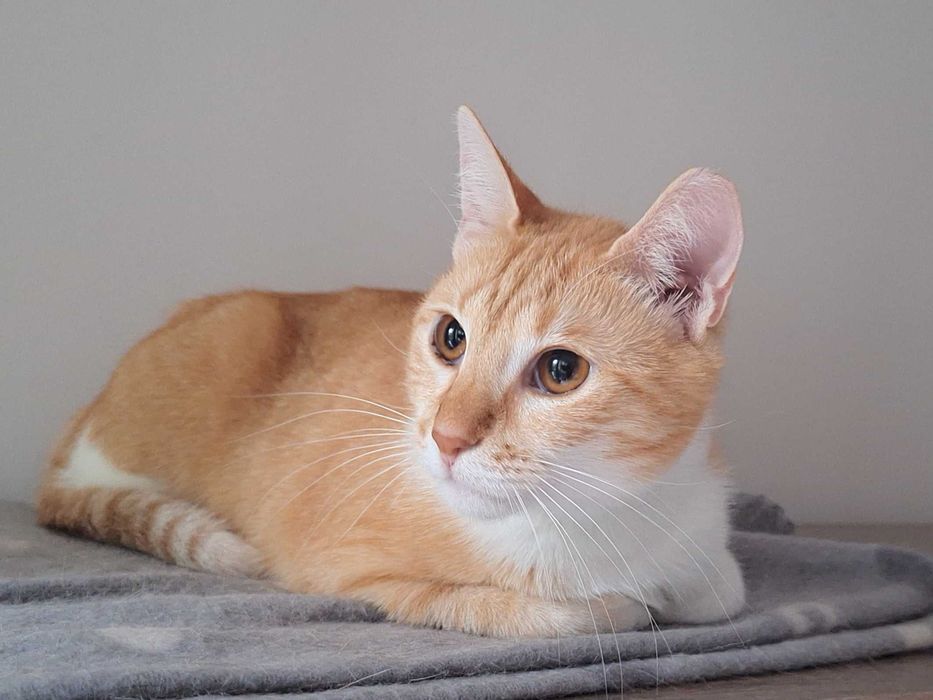 Подарявам котета