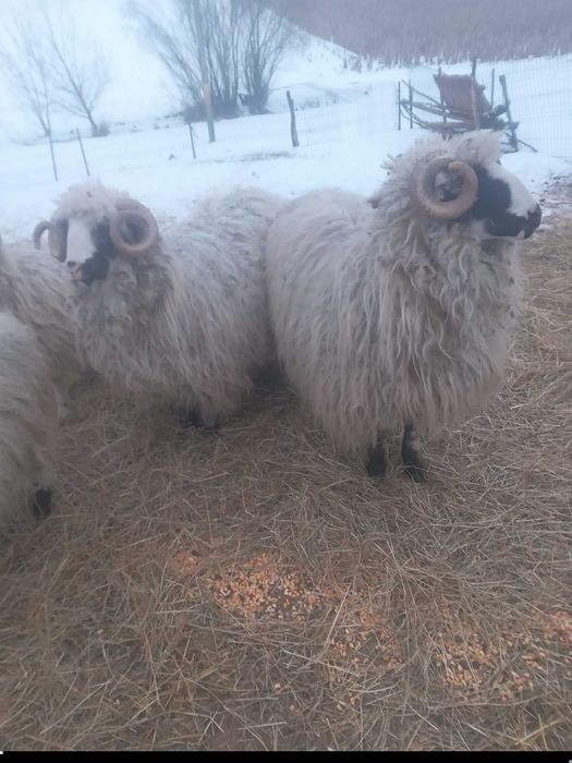 Berbeci brezi de vanzare