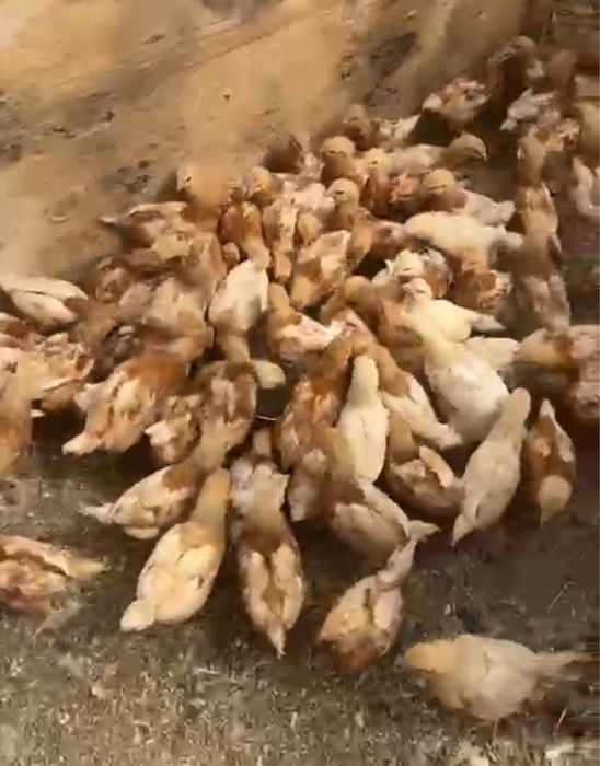 Ломан браун подрощенные несушки фабричные.