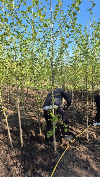 Palmieri  copaci  bambus  plante