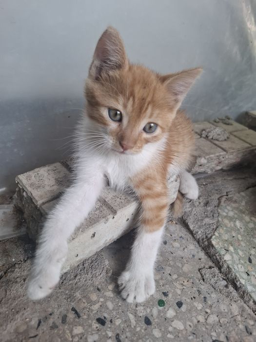 Подарявам   коте