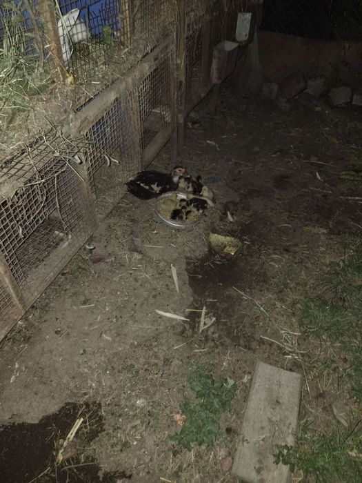 Indautka 11 ta jo'jalari bor 1 oylik bo'ldi sog'lom