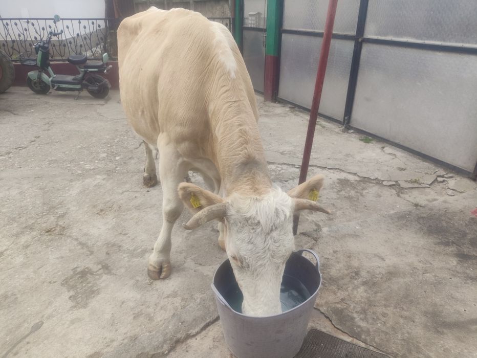 De vînzare vaca de 8 ani