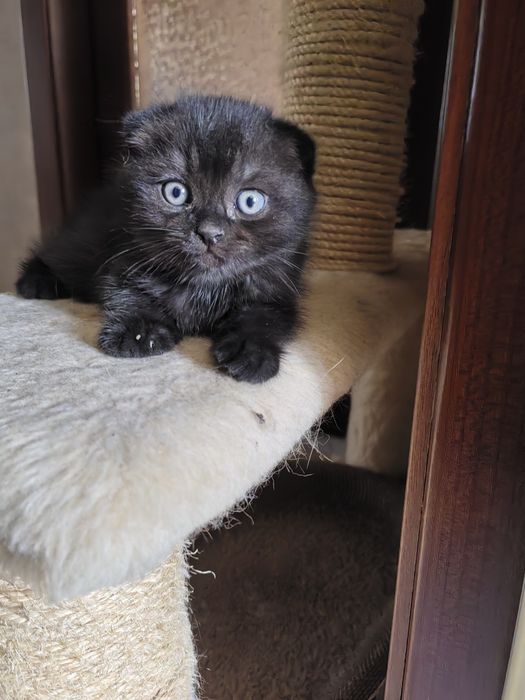 Шотландски клепоухи котета