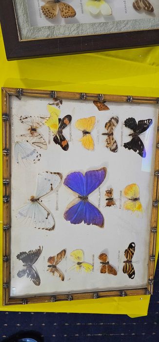 fluture insectar in cutie