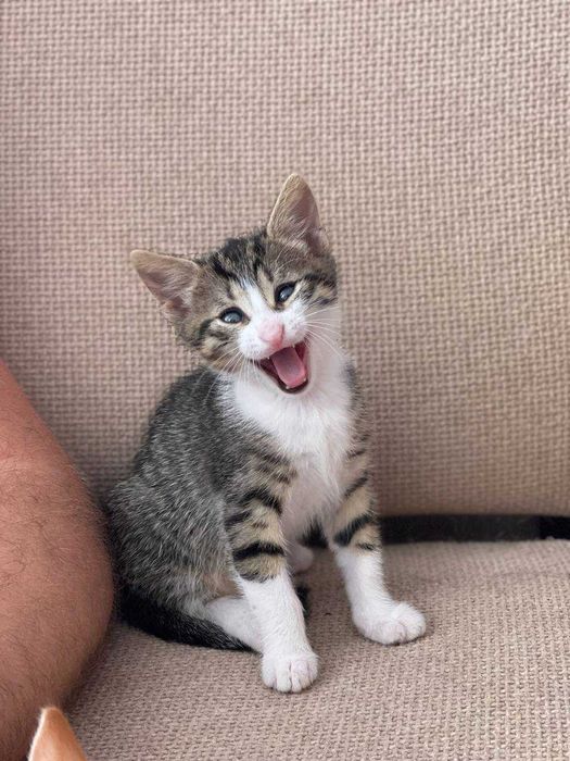 Малката котка търси къща